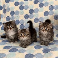 Siberische kittens