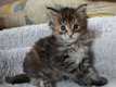 Maine Coone Kittens - 1 - Thumbnail