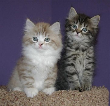 Schattige Ragamuffins-kittens - 1