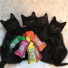 Zwarte kittens beschikbaar.