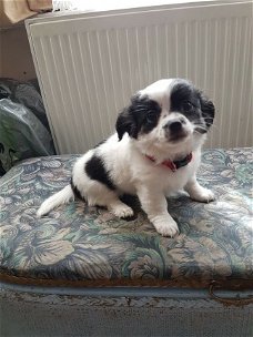 Chihuahua Puppies voor adoptie