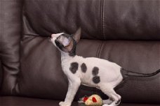 Cornish Rex Kittens