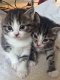 Gratis katten en kittens - 1 - Thumbnail