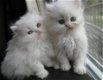 Mooie Russische blauwe kittens - 1 - Thumbnail