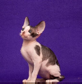 Devon kittens - 1