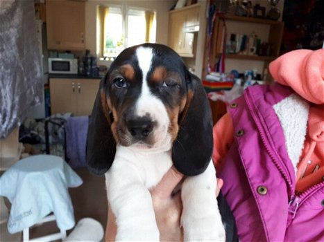 Basset Hound-puppy's - 1