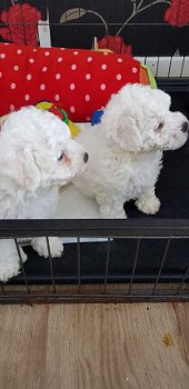 Bichon Frise-puppy's - 1