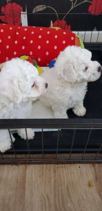 Bichon Frise-puppy's