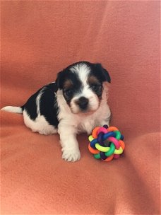 Biewer Yorkshire Terrier-puppy's