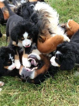 Berner puppy's - 1