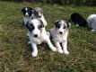 Border Collie-puppy's - 1 - Thumbnail