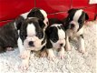 Puppy van Boston Terrier - 1 - Thumbnail