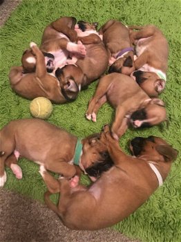 Geregistreerde Boxer Pups - 1