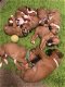 Geregistreerde Boxer Pups - 1 - Thumbnail