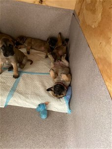 Bullmastiff Pups