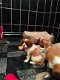 Cavalier King Charles Puppy - 1 - Thumbnail