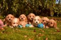 Mooie Cavapoo-puppy's - 1 - Thumbnail