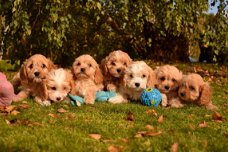 Mooie Cavapoo-puppy's