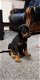 Dobermann-puppy's - 1 - Thumbnail