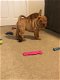 Shar Pei-puppy's - 1 - Thumbnail