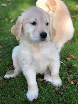 Golden Retriever-puppy's - 1