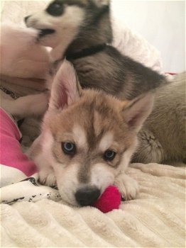 Mooie Siberische Husky Pups - 1