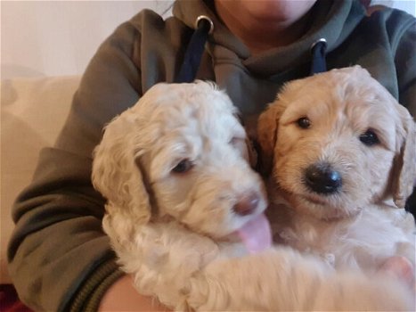 Goldendoodle-puppy's - 1