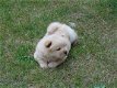 Chow Chow Cream Puppies - 1 - Thumbnail