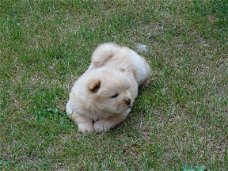 Chow Chow Cream Puppies