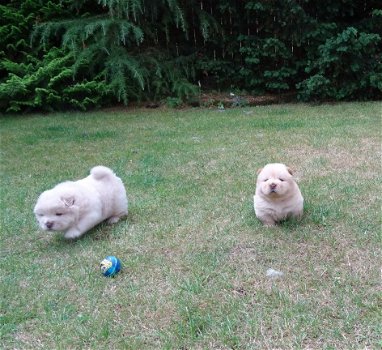 Chow Chow Cream Puppies - 2