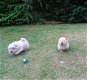 Chow Chow Cream Puppies - 2 - Thumbnail