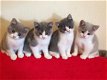 Prachtige stamboom blauwe Britse korthaar kittens - 1 - Thumbnail