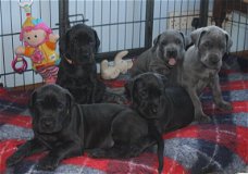 Great Dane-puppy's