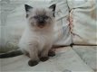Mooie Ragdoll Kittens - 1 - Thumbnail