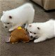Japanse spitz pups - 1 - Thumbnail