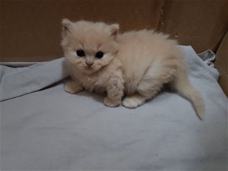 7 Tica Scottish Fold / rechte katjes - 1