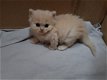 7 Tica Scottish Fold / rechte katjes - 1 - Thumbnail