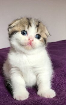 7 Tica Scottish Fold / rechte katjes - 2