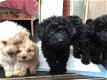 Labradoodles-puppy's - 1 - Thumbnail