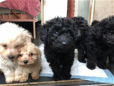 Labradoodles-puppy's