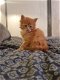 Maine Coone vrouwelijk en mannelijk kitten beschikbaar - 1 - Thumbnail