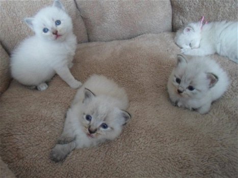 Siberische kittens geschenk beschikbaar - 1