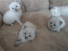 Siberische kittens geschenk beschikbaar