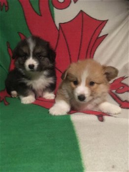 Prachtige Pembrokeshire Corgi-puppy's - 1