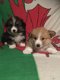 Prachtige Pembrokeshire Corgi-puppy's - 1 - Thumbnail