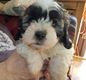 Mooie Shihpoo-puppy's - 1 - Thumbnail