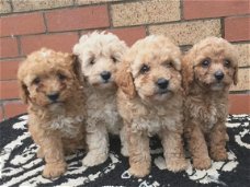 F2 cockapoo-pups