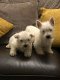 West Highland-puppy's - 1 - Thumbnail