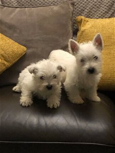 West Highland-puppy's