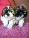 Aanbiddelijke Mannelijke En Vrouwelijke Shih Tzu Puppies - 1 - Thumbnail